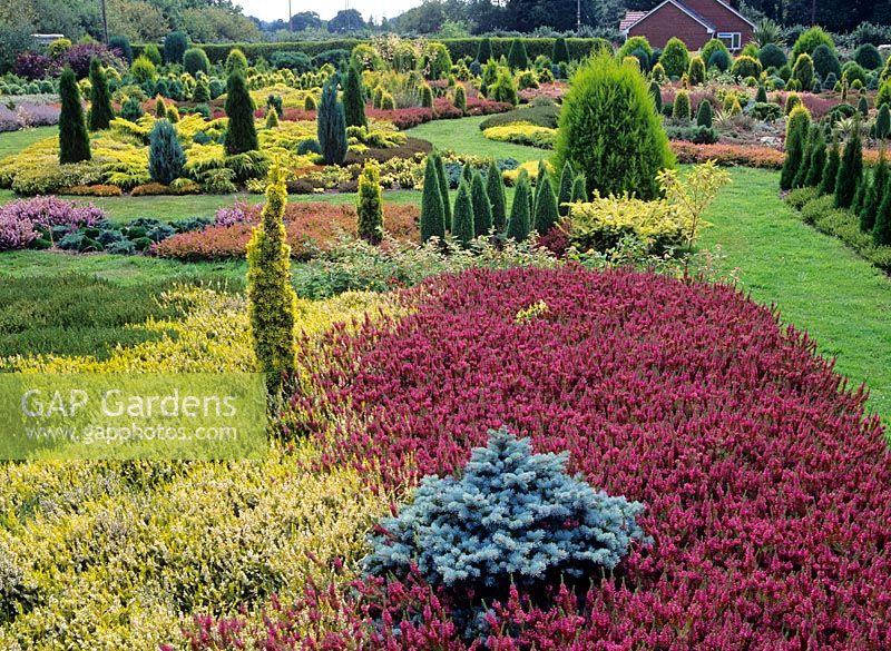 Aurelia Garden, Dorset with Heathers and conifers including Erica vagans 'Mrs Maxwell' AGM, Calluna vulgaris 'Gold Haze' AGM and Picea pungens 'Globosa' AGM 