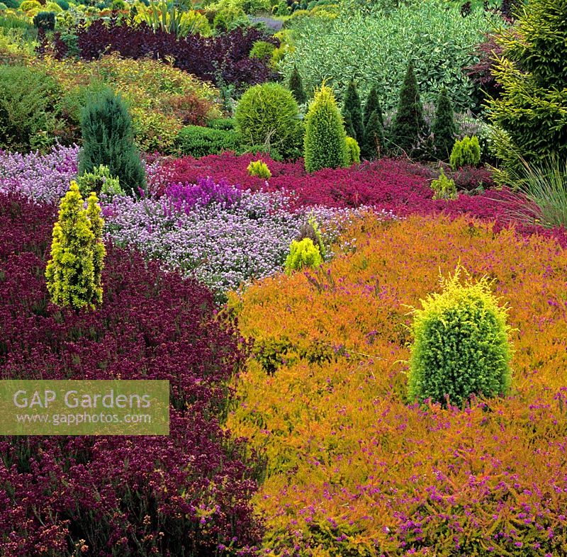Colourful Heathers and Conifers including Erica cinerea 'Katinka' and Erica cinerea 'Golden Drop' - Aurelia Garden, Dorset