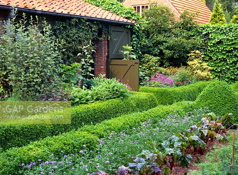 Buxus hedging used to divide beds of a vegetable garden