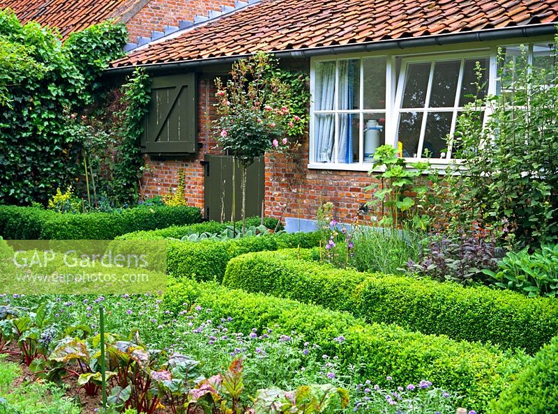 Buxus hedging used to divide beds of a small country vegetable garden
