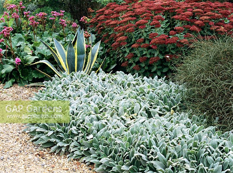 Stachys 'Cotton Bolle', Agave and Sedum in  mediterranian border