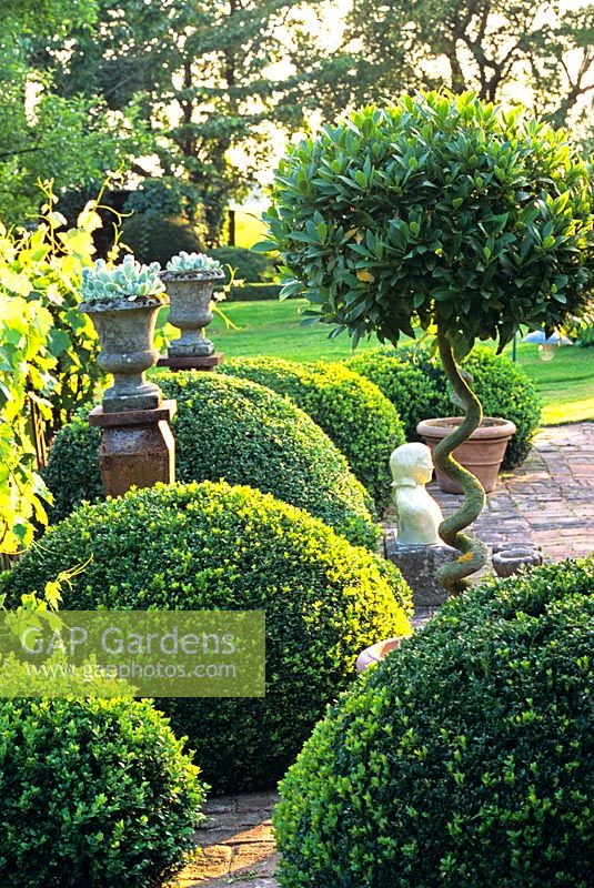 Mediterranian terrace with clipped Buxus and Laurus nobilis