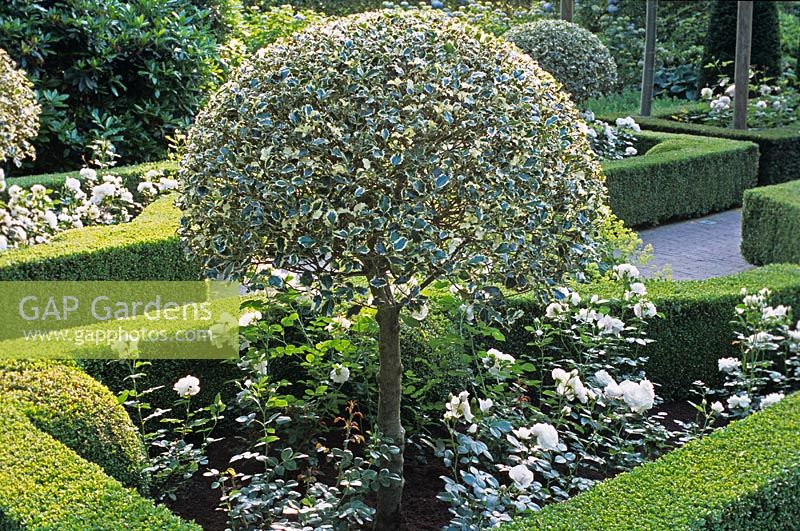Hedra - A variageted Holly used to form a topiary tree underplanted with Roses and encloed with clipped Buxus hedging