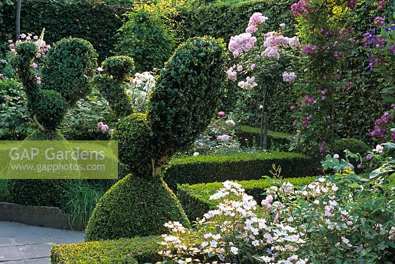 Topiary birds in formal rose garden
