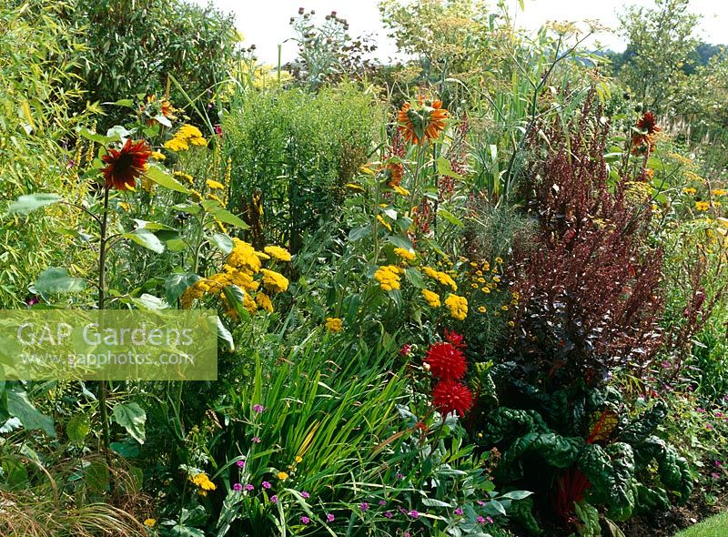 Border with annuals and Dahlias including Atriplex hortensis rubra, Achillea 'Goldplate', Foeniculum vulgare, Ruby Chard, Helianthus annua 'Velvet Queen' and 'Earthwalker', Bamboo and Crocosmia foliage, Verbena bonariensis
