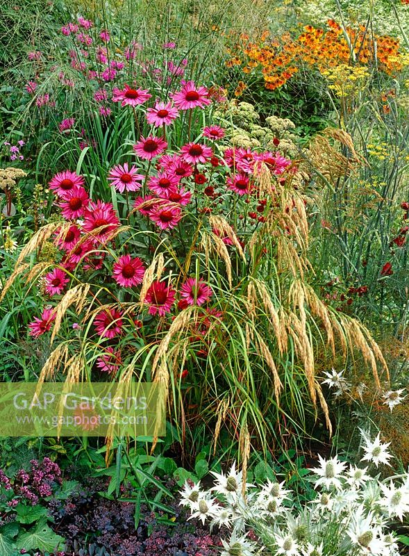 Grasses weaving through Echinacea purpurea 'Rubinglow' with Eryngium giganteum 'Silver Ghost', Molinia and Heleniums in background