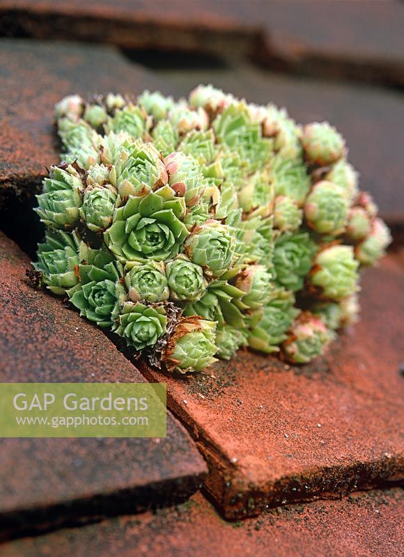Sempervivum - Houseleek growing on a tiled roof