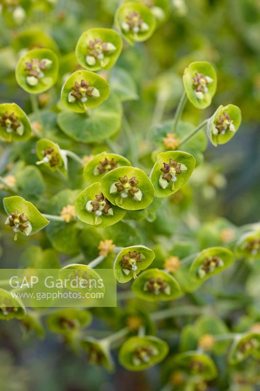 Euphorbia characias 'whistleberry Jade'