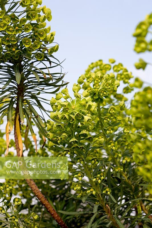 Euphorbia wulfenii 'Thelma's Giant'