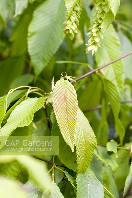 Carpinus fangiana - leaves of Fang Hornbeam
