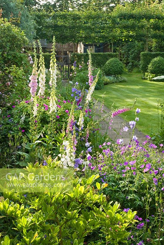 View from a herbaceous border to a lawn with Digitalis, Geranium, Campanula and Buxus topiary in background