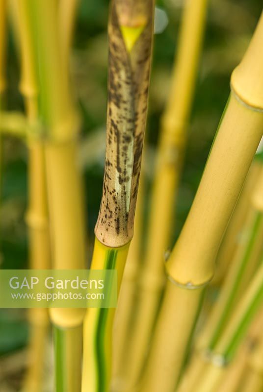 Phyllostachys bambusoides 'Castilloni' - Detail of the stem and sheath of Giant Timber Bamboo