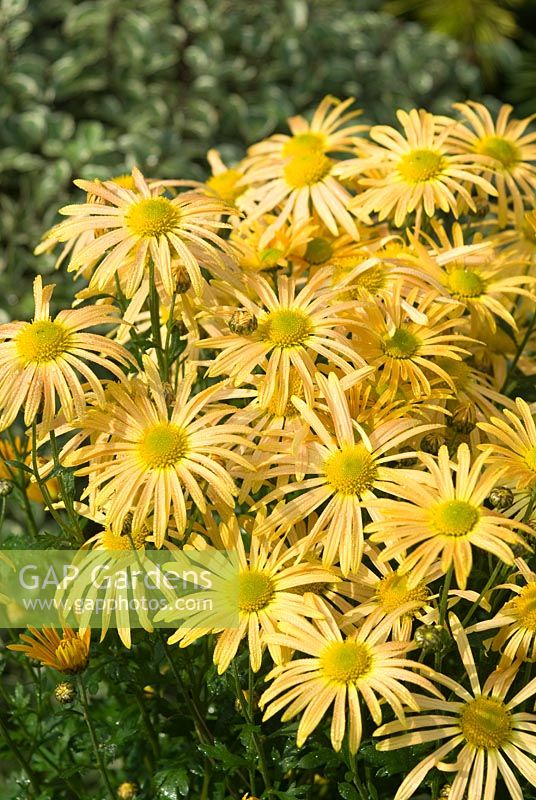 Chrysanthemum 'Mary Stoker' 