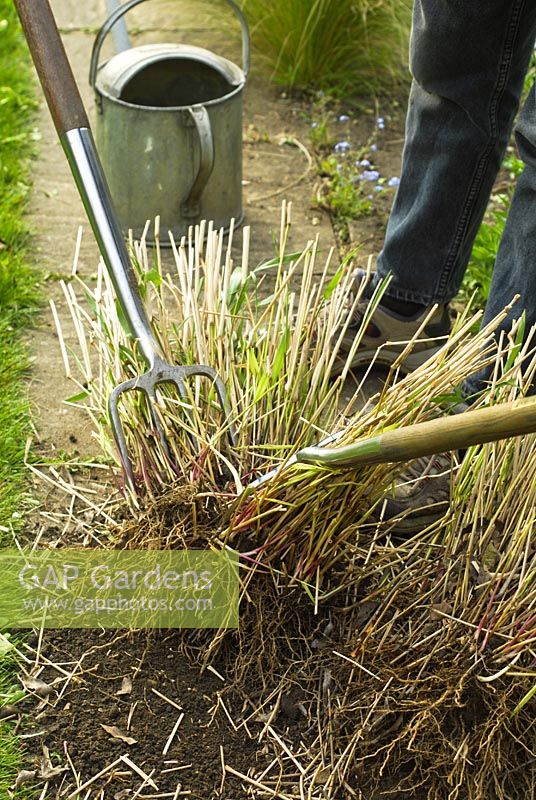 Using forks back to back to divide a clump of Panicum virgatum 'Rehbraun'