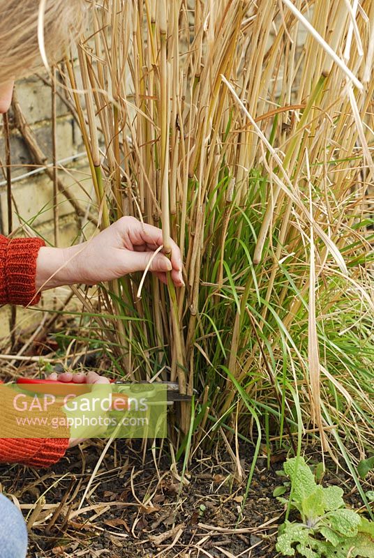 Woman cutting out old stems of a Miscanthus sinensis 'Kleine Silberspinne' in spring