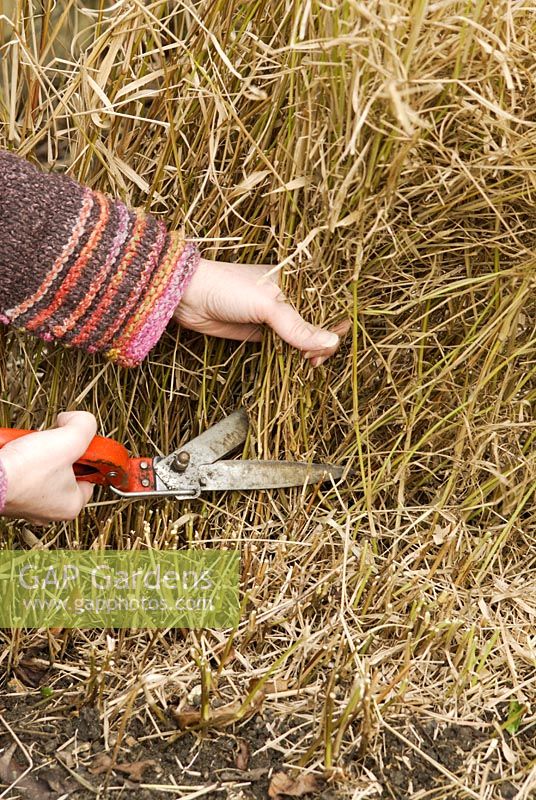 Woman cutting back Pennisetum flacidum grass
to near ground level in early spring
