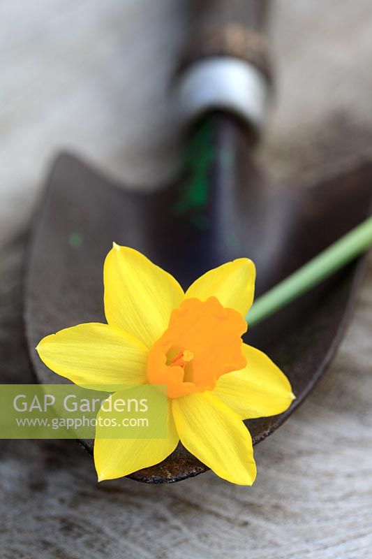 Narcissus 'Tete a Tete' - Dwarf daffodil flower on a hand trowel