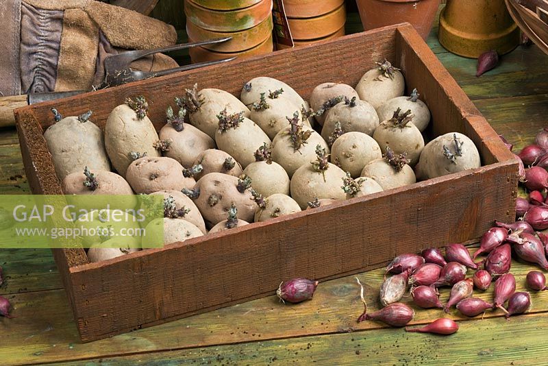 Box of potatos being chitted. Seed potatoes placed in a bright environment to encourage good strong shoots before planting out.