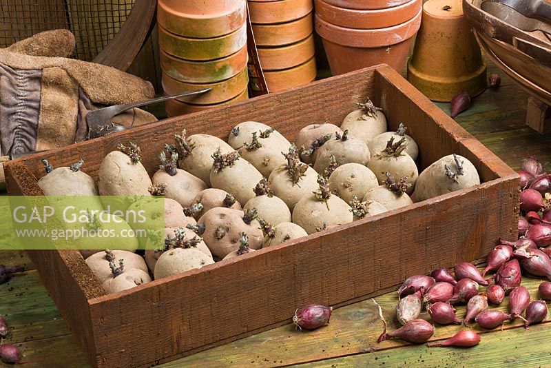 Box of potatos being chitted. Seed potatoes placed in a bright environment to encourage good strong shoots before planting out.