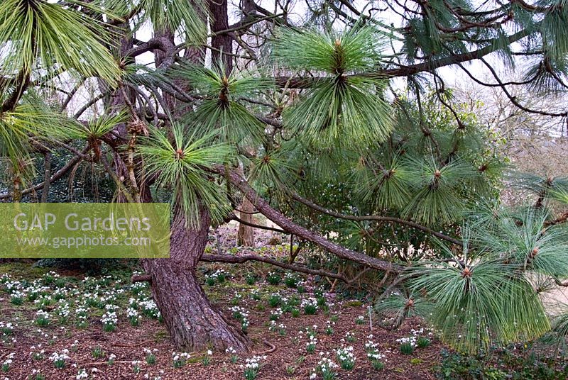 Pinus engelmanii underplanted with Galanthus nivalis 'Flore Pleno'