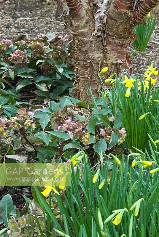 Prunus serrula surrounded by Helleborus lividus and narcissi in the winter garden