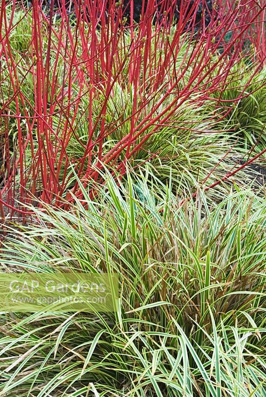 Carex morrowii 'Fisher's Form' below red stems of Cornus alba 'Sibirica'