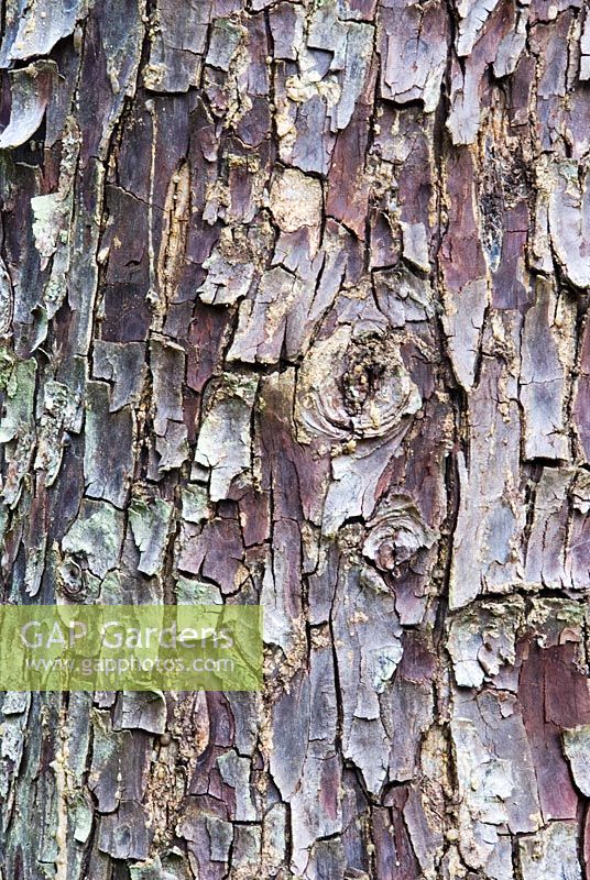 Bark of Cupressus glabra - Smooth Arizona Cypress