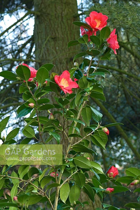 Camellia japonica 'Juno'