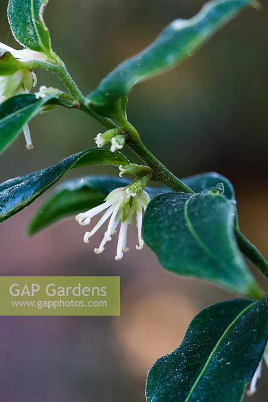 Sarcococca confusa with frost