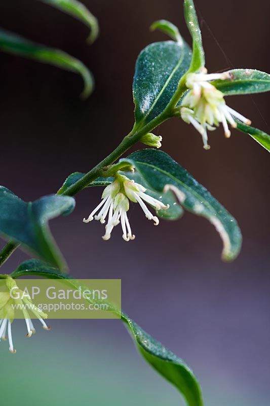 Sarcococca confusa with frost