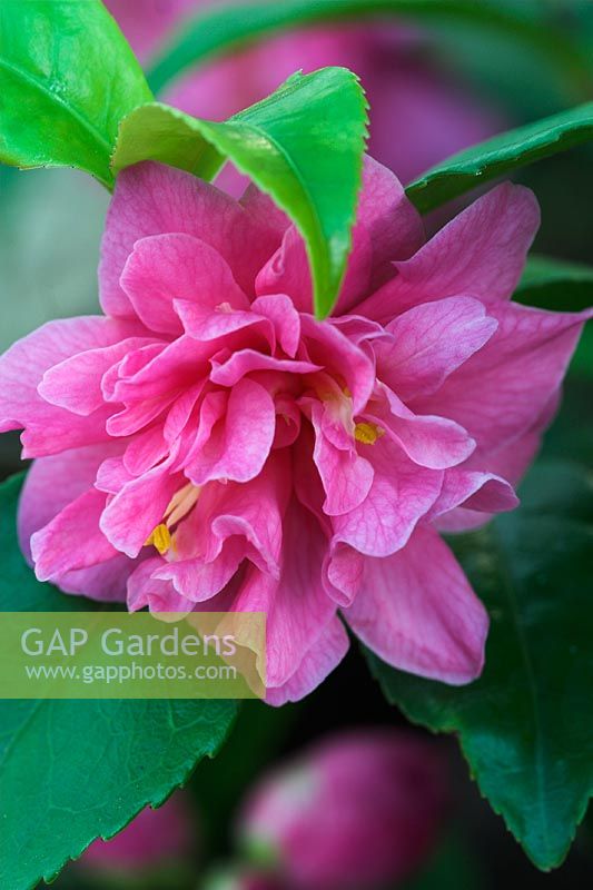 Camellia hybrid 'Fragrant Pink'