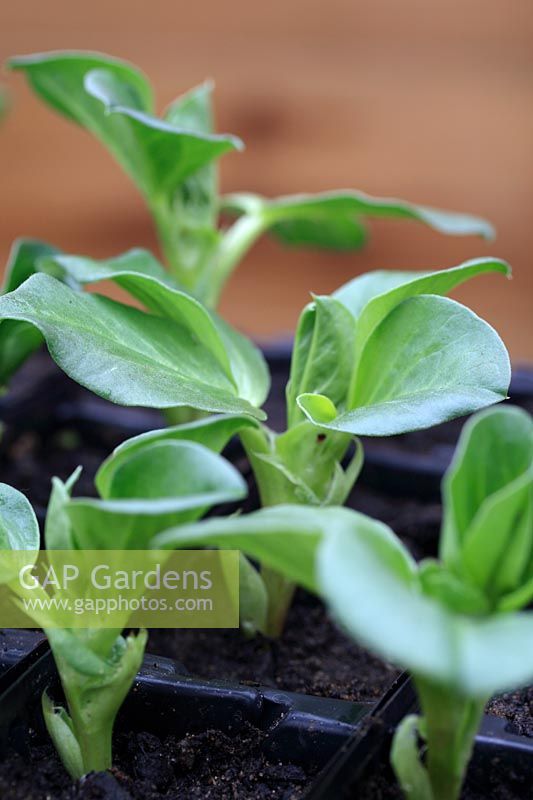 Vicia faba - Broad Bean 1809 heritage variety 'Green Windsor' seedlings in cell tray