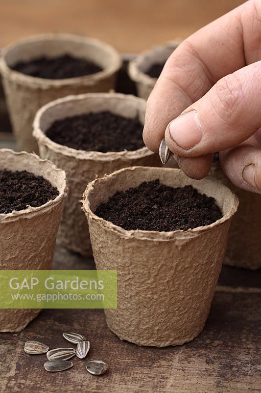 Planting Sunflower seeds in biodegradable fibre pots in Spring