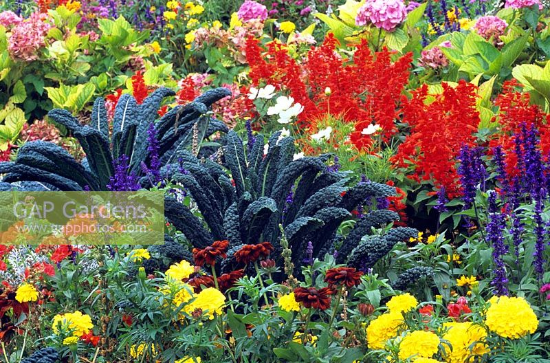 Brassica oleracea 'Nero Di Toscana' in mixed potager with Salvia and Tagetes
