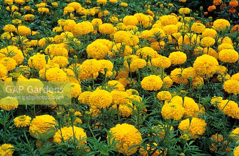 Tagetes 'Sovereign' - Gold coin series