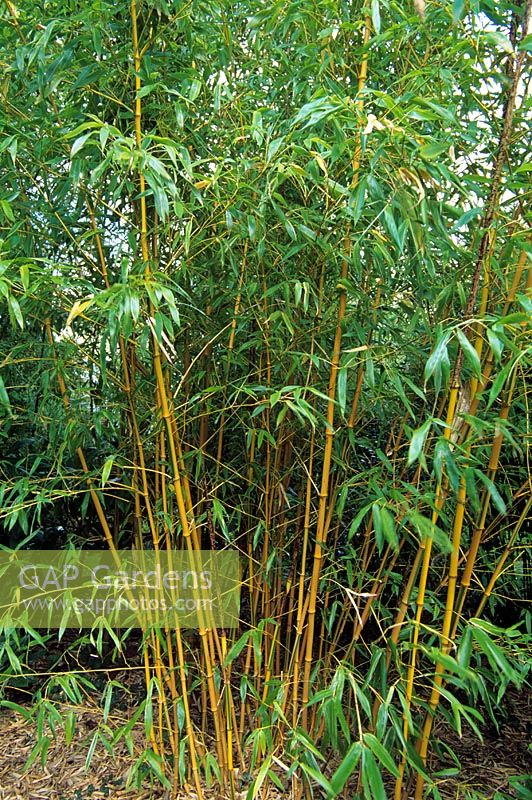 Phyllostachys bambusoides 'Castillonis'    