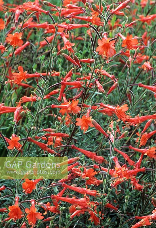 Zauschneria californica 'Glasnevin' - Californian Fuchsia