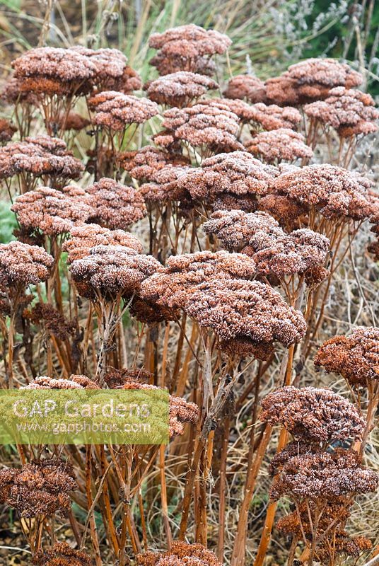 Sedum 'Autumn Joy' - Ice Plant seed heads with frost