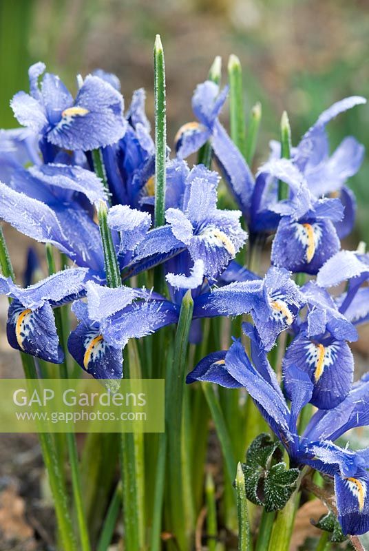 Iris reticulata 'Joyce' in February with frost