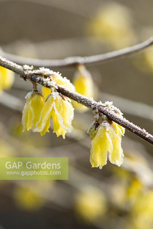 Forsythia giraldiana with frost in February - The earliest forsythia to flower