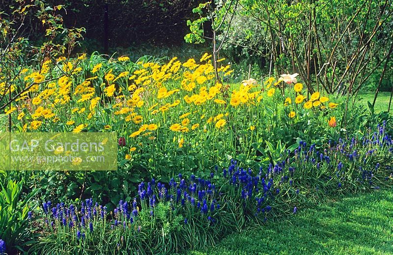 Doronicum pardalianches and Muscari in a mixed border