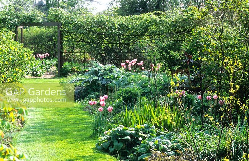 Spring garden with grass path leading to a Rose covered pergola - Tulia and foliage of Cynara, Crocosmia and Hosta in adjacent bed