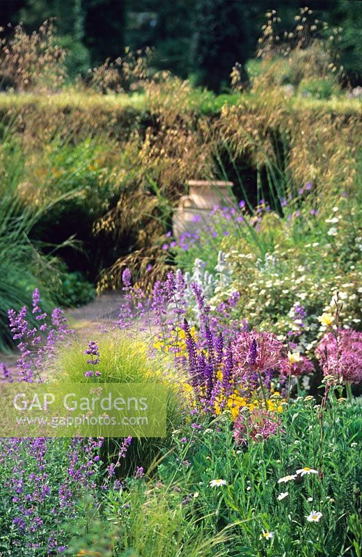 Dry garden with Nepeta, Stipa gigantea, Allium, Potentilla and stachys - Cambridge University Botanic Gardens