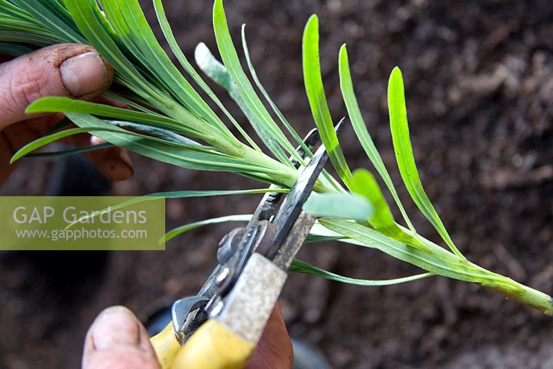 Taking Euphorbia cuttings - Cutting stem to make it shorter
