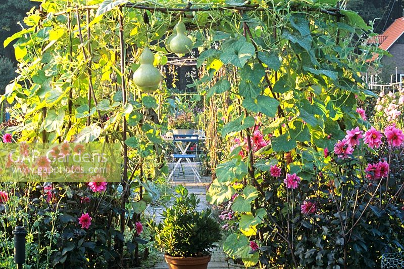 Potager garden with Lagenaria siceraria growing over an arch