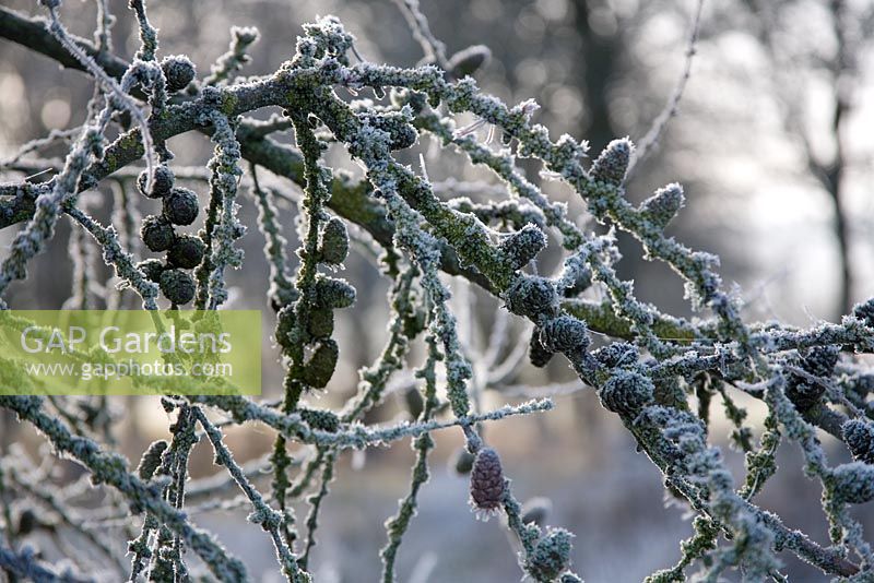 Larix decidua - Larch tree with frost
