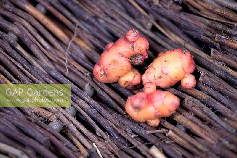 Oxalis tuberosa 'Oca' - Edible wild plants from high in the Andes mountains