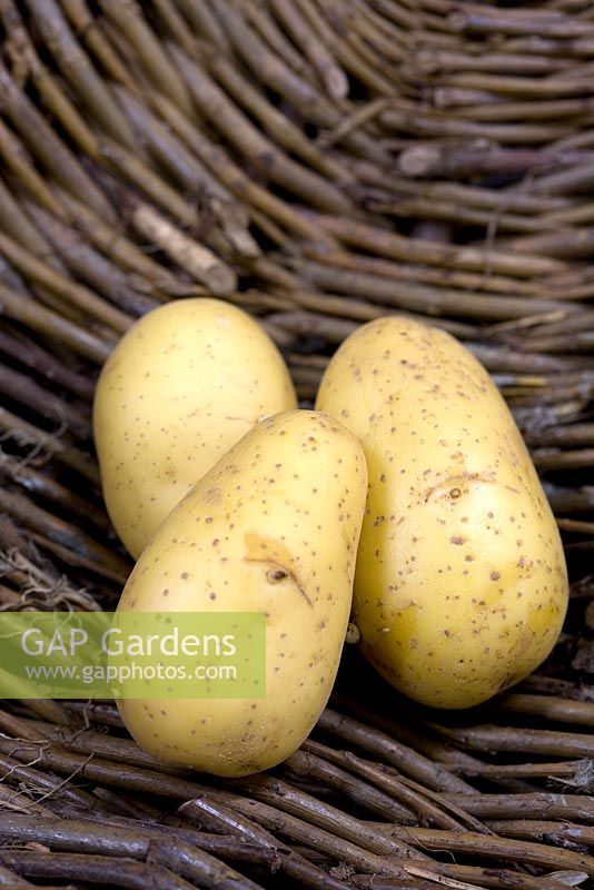 Potato 'Exquisa' introduced 1998 early maincrop