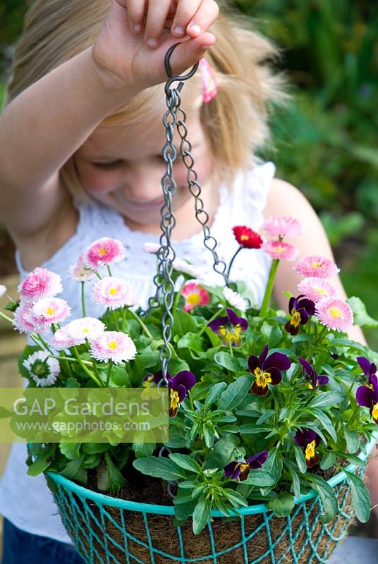 Child holding spring hanging basket of Bellis perennis and Violas - Daisies and pansies