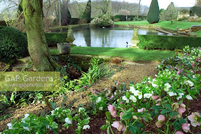 Formal pond with Helleborus border at Coton Manor, Northants